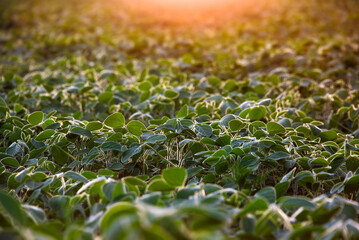 Field of young soybeans in the rays of the morning sun. Cultivation of agricultural crops in the open field.