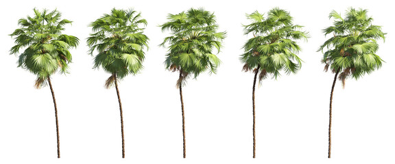 High-Resolution Palm Trees PNG – Architectural Visualization Cutouts