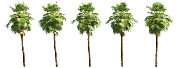 Palm Tree Pack – Sunlit Tropical Cutouts with Realistic Detail