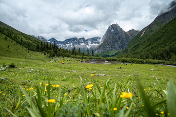 Fototapeta premium Landscape of alpine grasslands in the Qinghai Tibet Plateau region