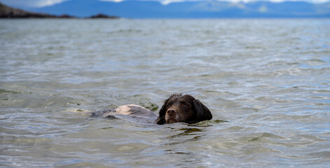 English Springer Spaniel enjoying swimming in the clear sea water of Redpoint Beach, Scotland.
