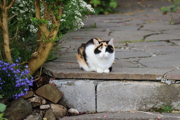 Calico