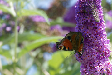 European peacock butterfly (Aglais io) perched on summer lilac in Zurich, Switzerland