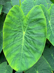 Colocasia esculenta , Elephant ears or Hawaiian punch plant fresh green tropical leaves close up.Taro or kalo edible plants in the garden.Nature background.