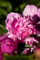 Lush pink peonies are blooming in bright sunlight, surrounded by vibrant green leaves, creating a lively garden atmosphere