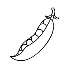 Handdrawn outline a pea pod with peas on a vegetable food