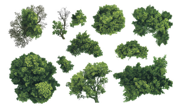 Top-down aerial view of green tree canopy clusters for landscape design