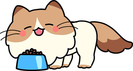 Eating Ragdoll Cat