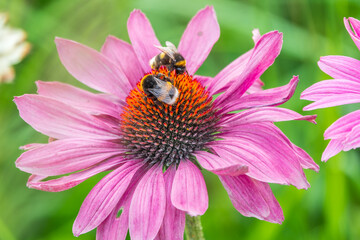 A closeup shot of a bee collecting pollen on a purple echinacea flower