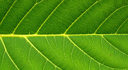 Macro Green Leaf Texture &ndash; Natural Vein Pattern Botanical Background