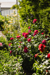 Lush garden scene featuring vibrant red roses among greenery and various colorful flowers, creating a serene atmosphere