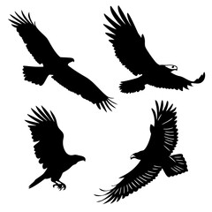 Four black eagle silhouettes in flight flying bird