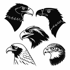 Majestic eagle heads black and white hawk falcon