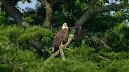 bald eagle in the wild