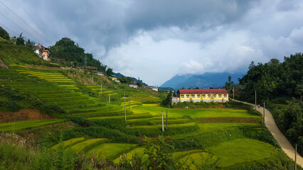 Sunlight Illuminating Rice Paddies