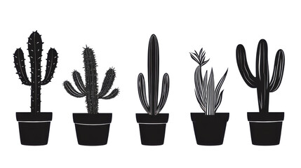 Fototapeta premium Various types of cactus plants in decorative pots isolated on white background