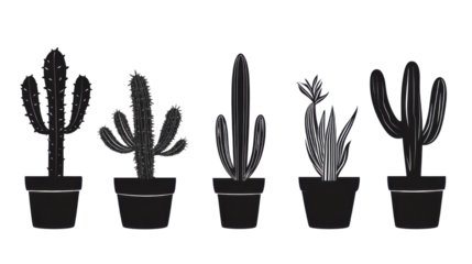 Various types of cactus plants in decorative pots isolated on white background