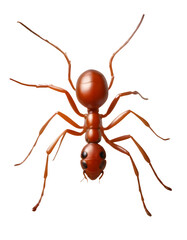 ant isolated on white background