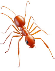 ant isolated on white background