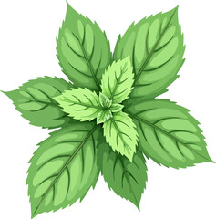 Vector Style Peppermint Leaves – Top View Herbal Illustration for Culinary, Medical, and Botanical Use © Gian