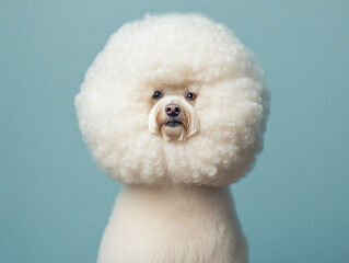 Adorable Pomeranian Dog with Fluffy Fur on a Blue Background