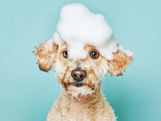 Cute Dog Covered in Soap Bubbles 