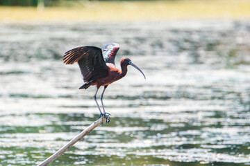 Glossy Ibis (Plegadis falcinellus) in breeding plumage flapping its wings on a branch in a wetland in Motril, Granada, Spain.