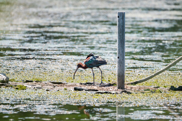Glossy Ibis (Plegadis falcinellus) in breeding plumage foraging in a pond in Motril, Granada, Andalusia.