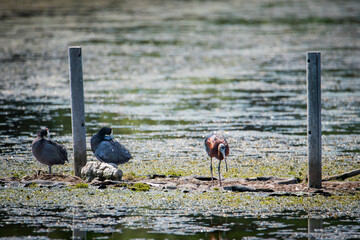 Glossy Ibis, Plegadis falcinellus, in breeding plumage and Red-knobbed Coots, Fulica cristata, foraging together in a wetland.