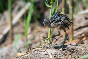 Common Moorhen (Gallinula chloropus) chick emerging from its nest among dense vegetation.