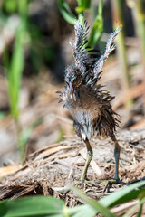 Common Moorhen (Gallinula chloropus) chick emerging from its nest among dense vegetation.