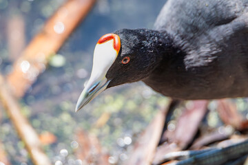 Close-up of the head of a Red-knobbed Coot (Fulica cristata) showing its distinctive red knobs, Motril, Granada, Spain.