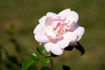 Elegant pink rose blooming in a sunny garden setting