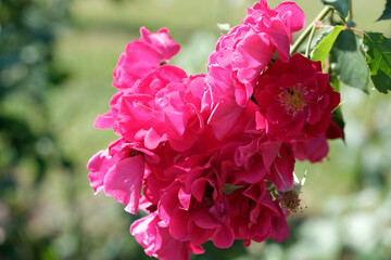 Vibrant pink roses in full bloom during a sunny afternoon
