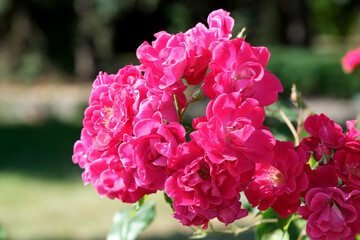 Vibrant pink roses bloom under the warm sun in a serene garden