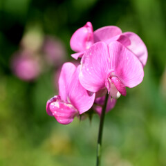 Delicate pink flowers bloom under bright sunlight in a tranquil garden