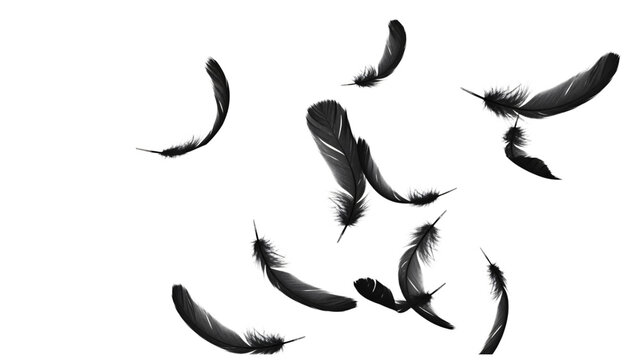 Black feathers floating against a clean white background creating an elegant and ethereal image.