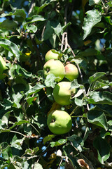 Green apples ripening on a sunlit tree in late summer