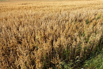 Ripe oat field growing in summer, ready for harvest
