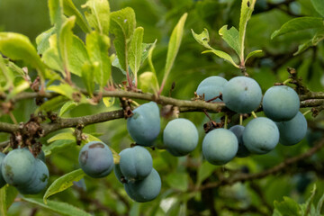 Sloe berries growing on a blackthorn branch in summer sunlight