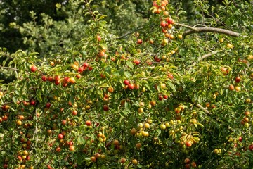 Mirabelle plum tree showing ripe fruits growing in orchard
