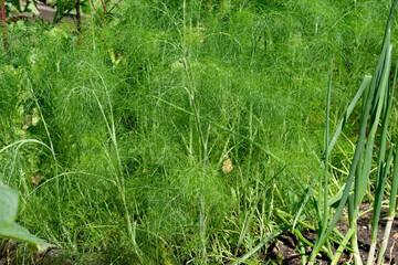 Lush green dill growing in a sunlit garden during the summer months