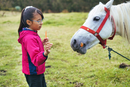 Young girl wearing glasses and a pink jacket offers a piece of carrot to a white horse in a grassy field