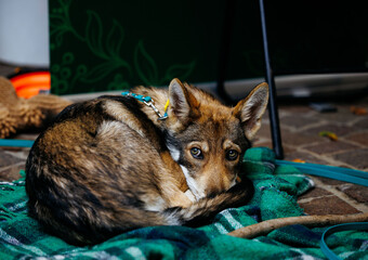 Brown and black dog relaxing on green blanket with curious expression