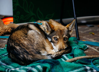 Resting brown dog with piercing eyes on green blanket outdoors