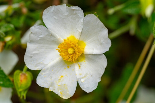 Flower of a Montpellier cistus ( Cistus monspeliensis )