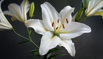 simple flowering white lily garden plant