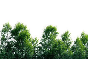 Fototapeta premium Trees with green leaves isolated on transparent background