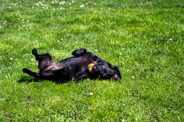 Cute dog playing with his ball