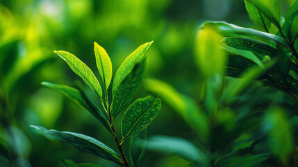 Obraz premium Close up shot of vibrant green leaves with soft focus background in a natural setting outdoors